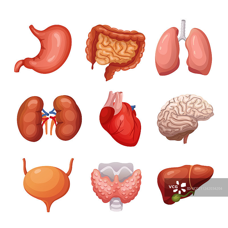人体内部器官：胃、肺、肾图片素材