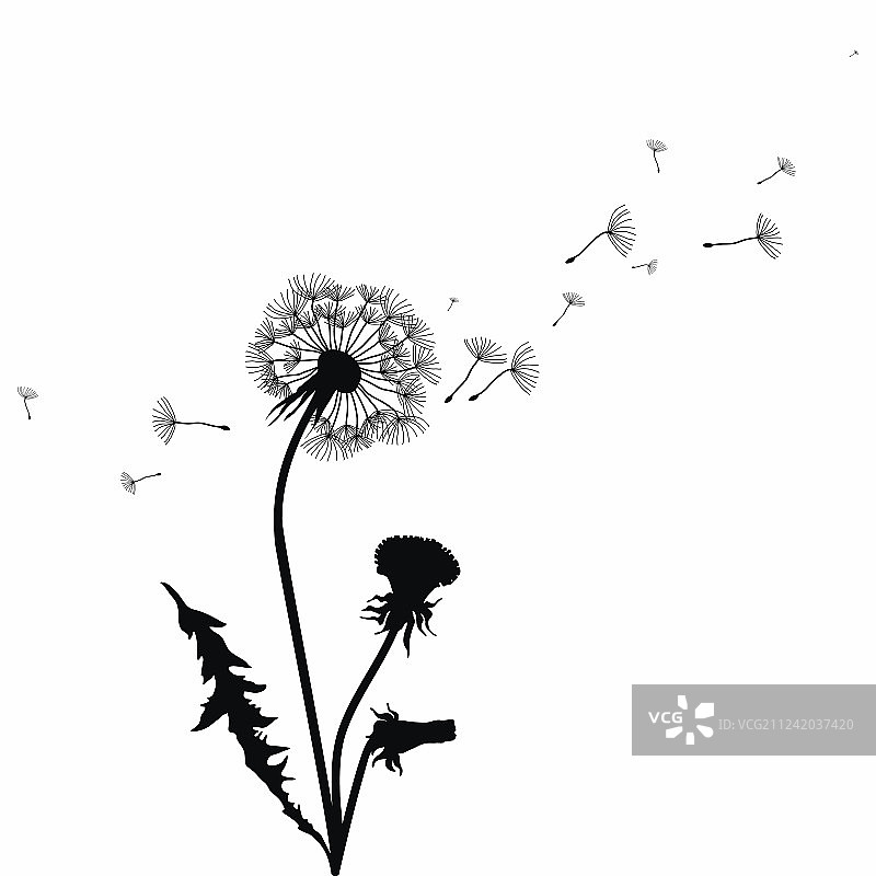 黑色蒲公英飞絮轮廓图片素材