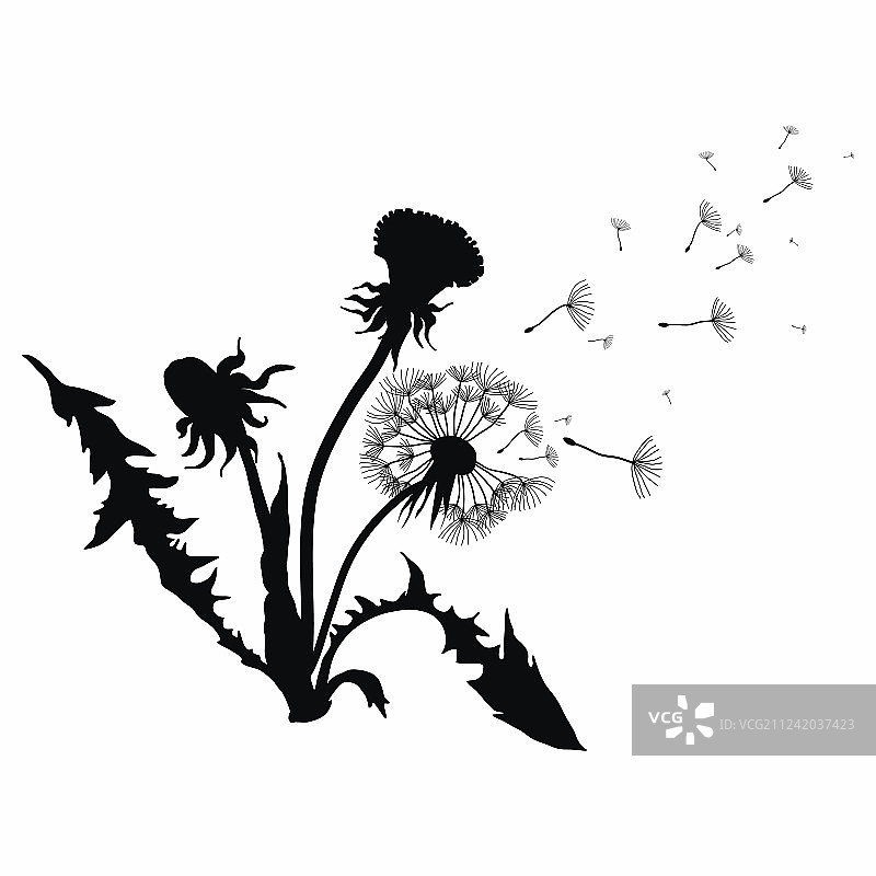 黑色蒲公英飞絮轮廓图片素材