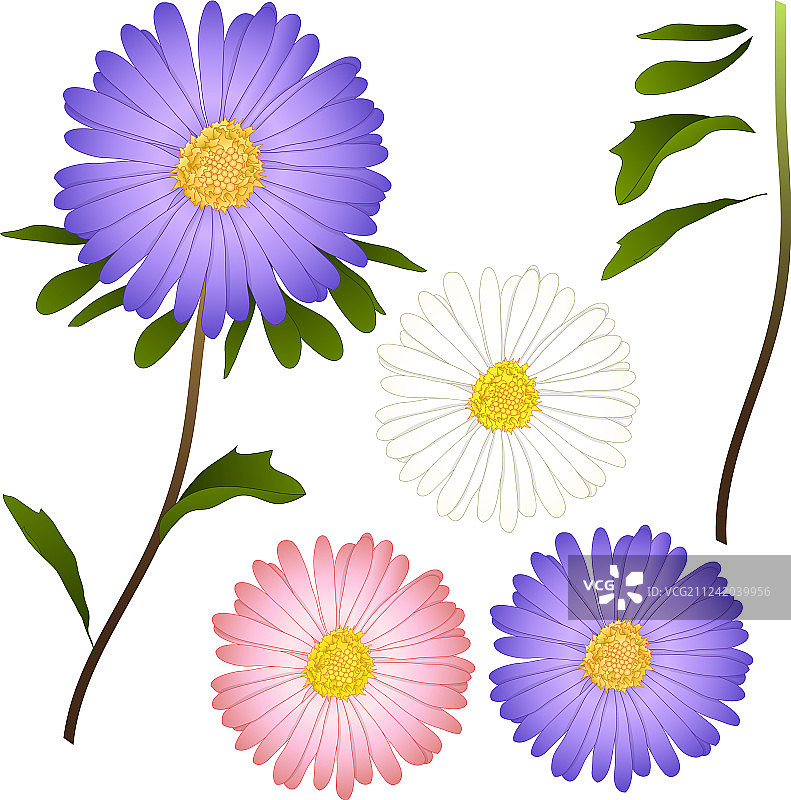 紫色粉红色和白色紫苑花图片素材