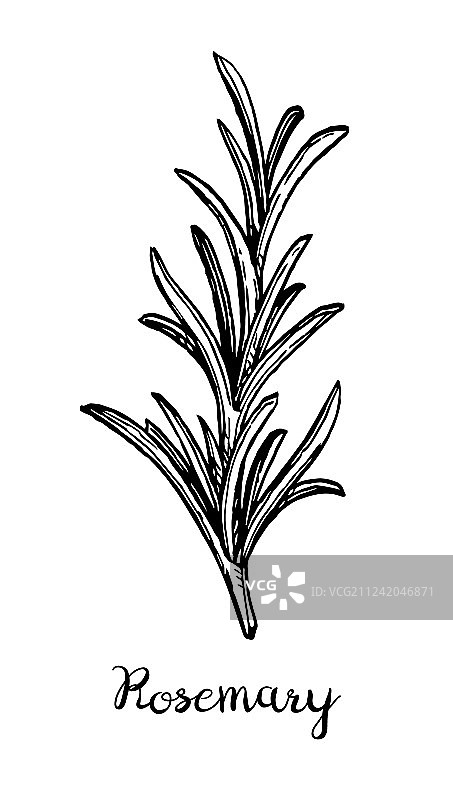 迷迭香的墨水素描图片素材