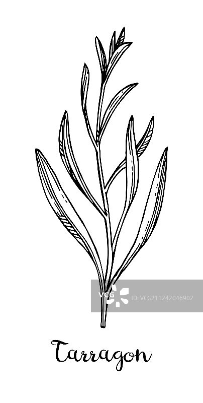 龙蒿墨水草图图片素材