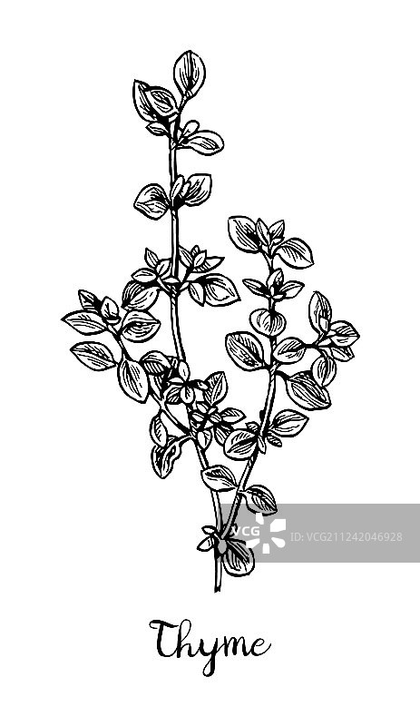 百里香墨水草图图片素材