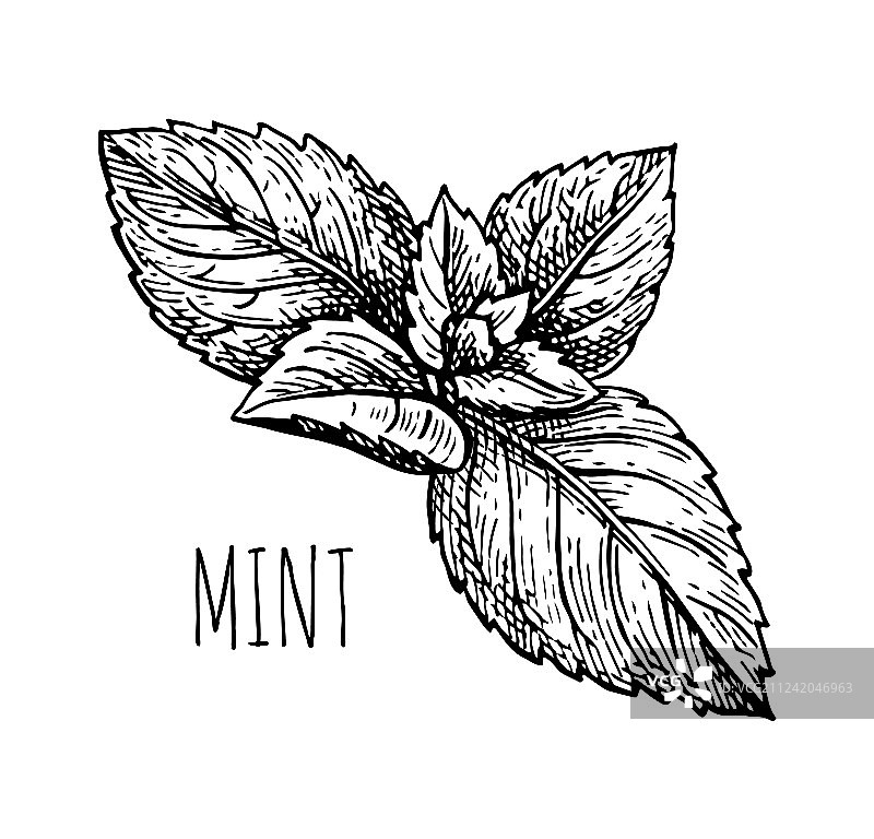 薄荷墨水草图图片素材