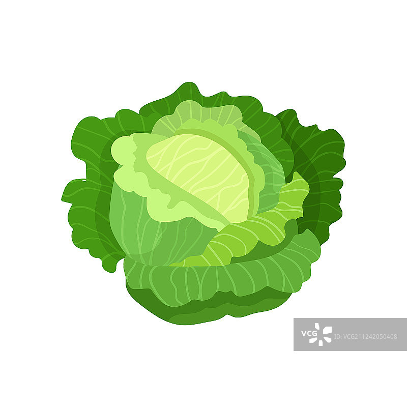 新鲜的鲜亮绿色大叶卷心菜图片素材