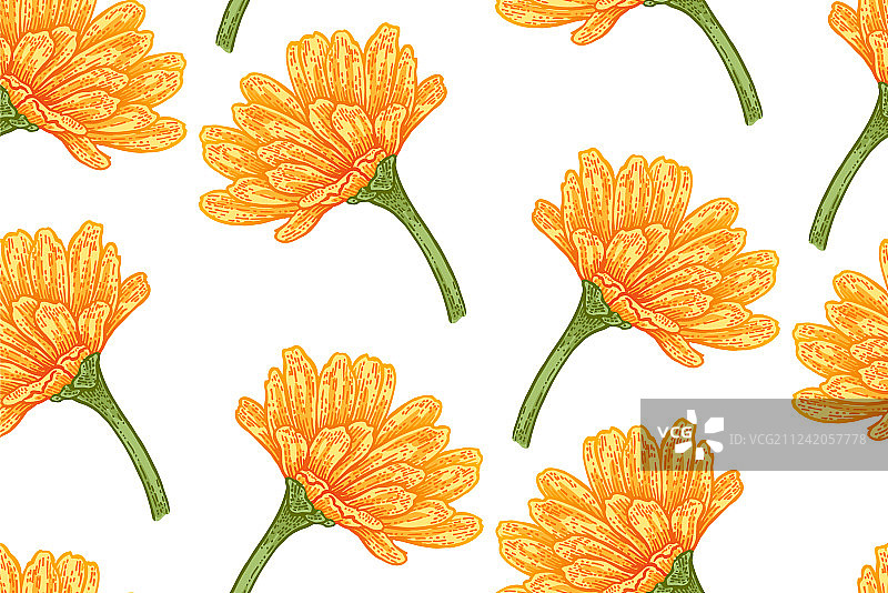 金盏花植物无缝图案图片素材
