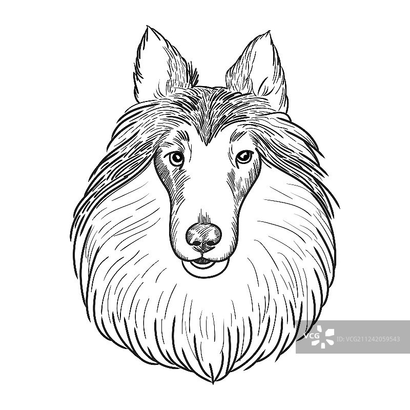 白色背景下的柯利犬面部特写图片素材