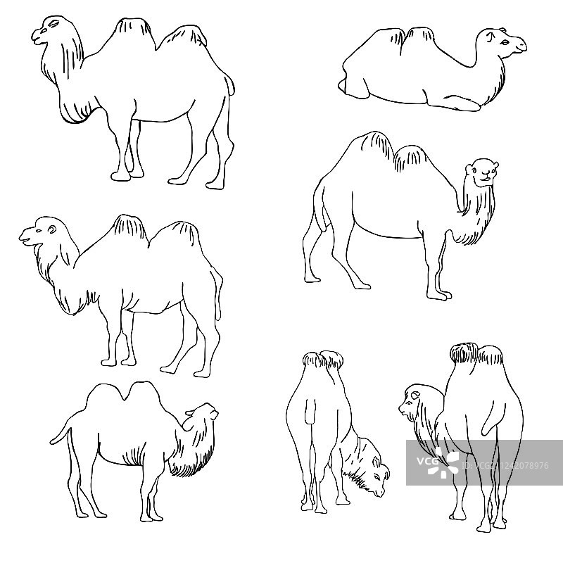 骆驼素材图片素材