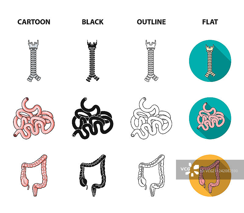 甲状腺脊柱小肠大肠图片素材