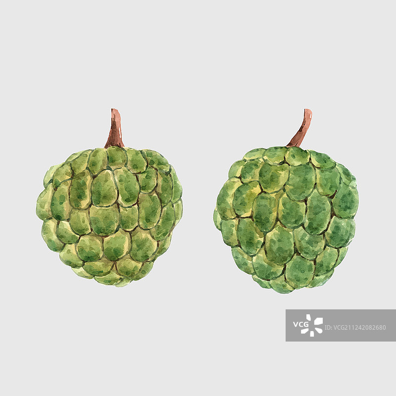 水彩释迦果图片素材