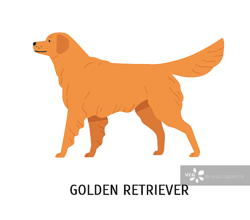 华丽的金毛寻回猎犬图片素材