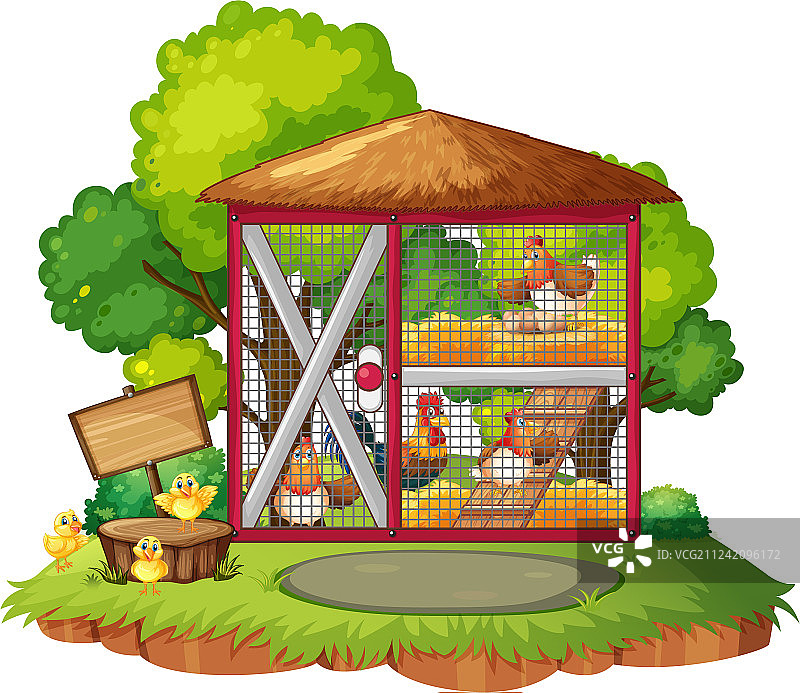 鸡舍里的许多鸡图片素材