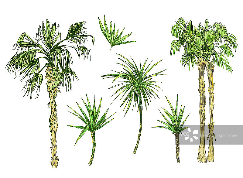 带叶子的椰子树或皇后葵图片素材