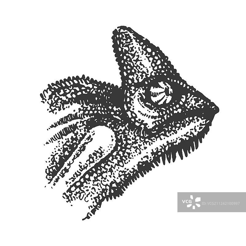 变色龙手部概念图片素材