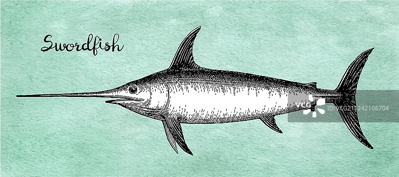 剑鱼的墨水素描图片素材