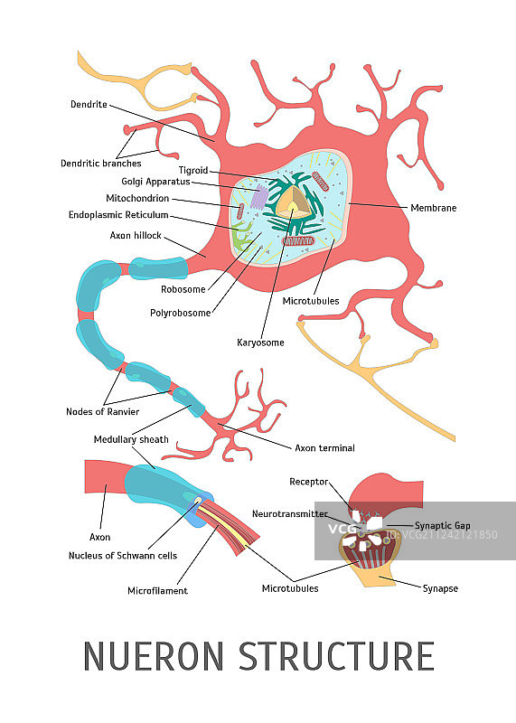 卡通神经元结构图片素材