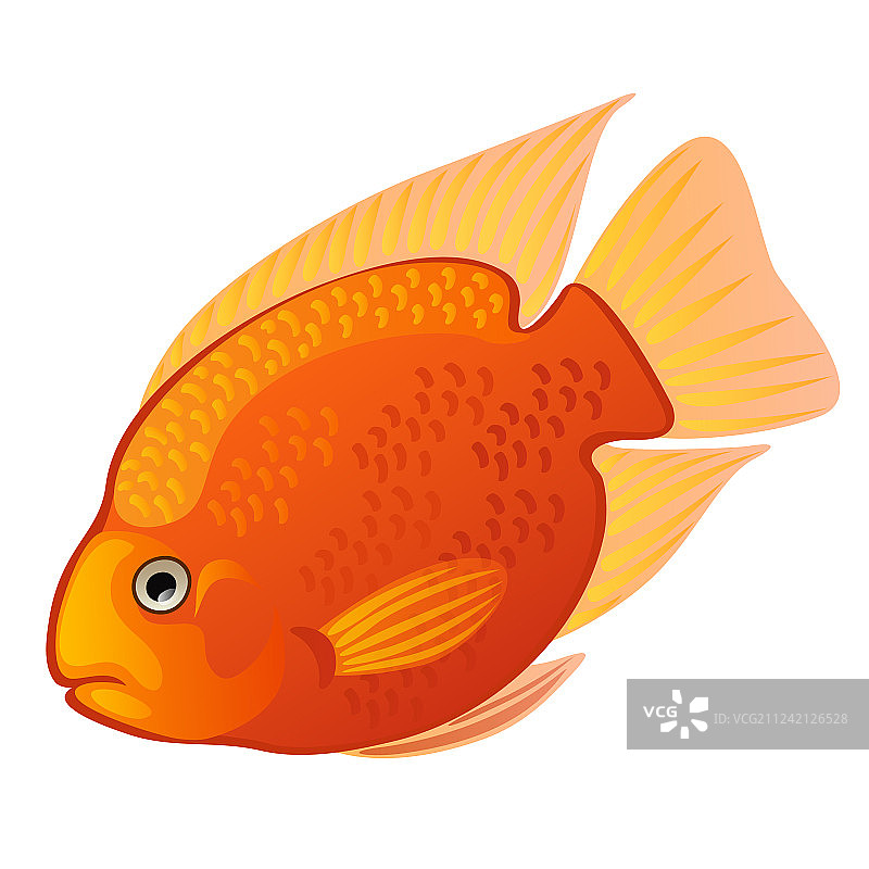 热带卡通鱼：橙色米达斯慈鲷图片素材