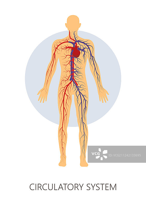 人体循环系统解剖图图片素材