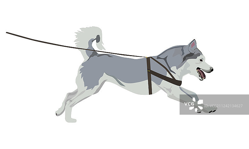 被牵引绳束缚奔跑的哈士奇犬图片素材