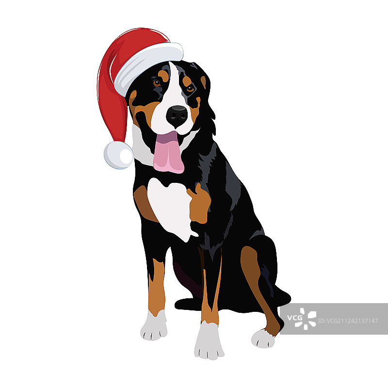 戴圣诞帽的瑞士山地犬，已隔离图片素材