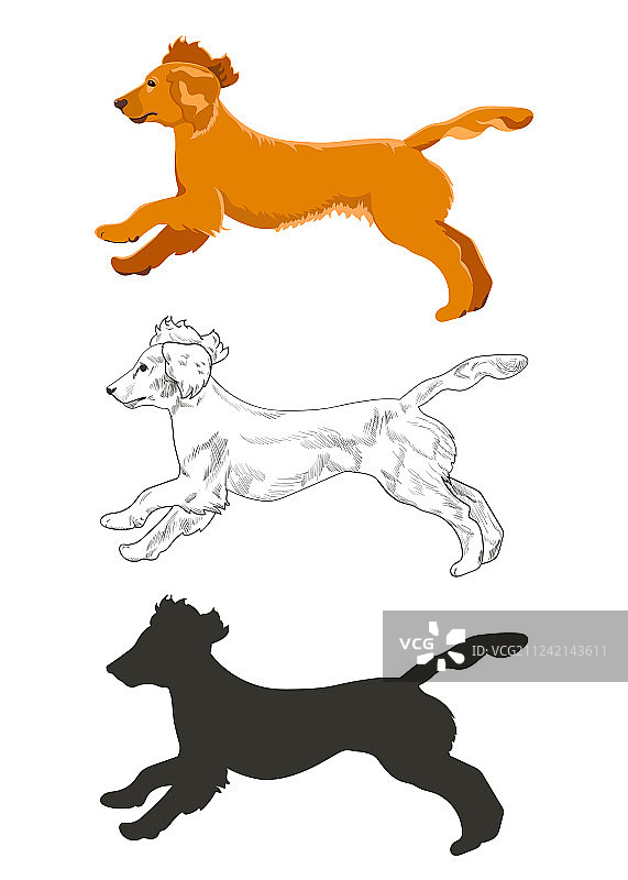 三种不同风格的可卡犬奔跑图片素材