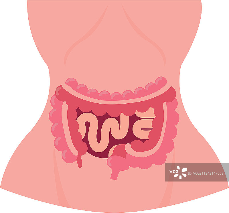 带有消化系统和细菌的女性解剖结构图片素材