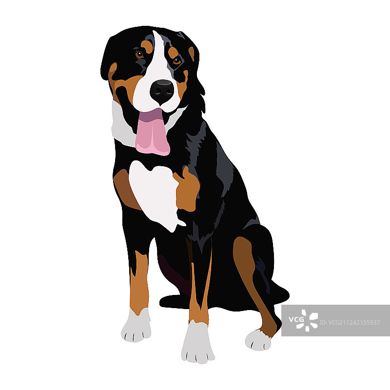瑞士山地犬坐姿，白色背景图片素材