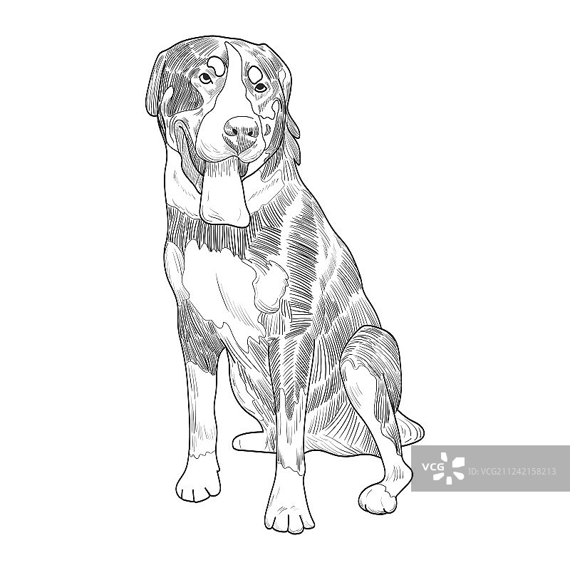 手绘瑞士山地犬素描图片素材