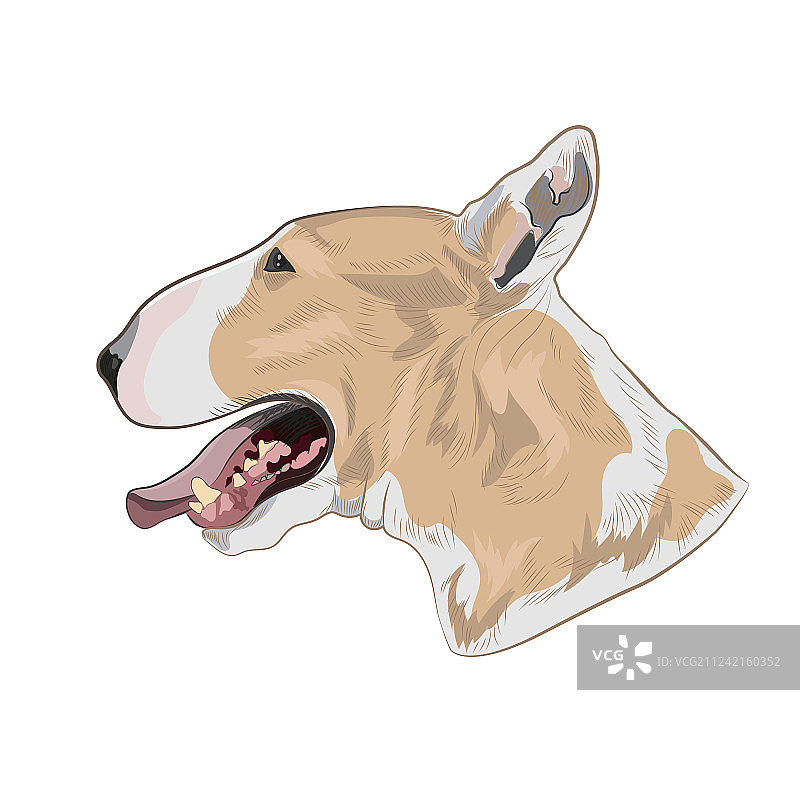 白色背景下的牛头梗犬图片素材