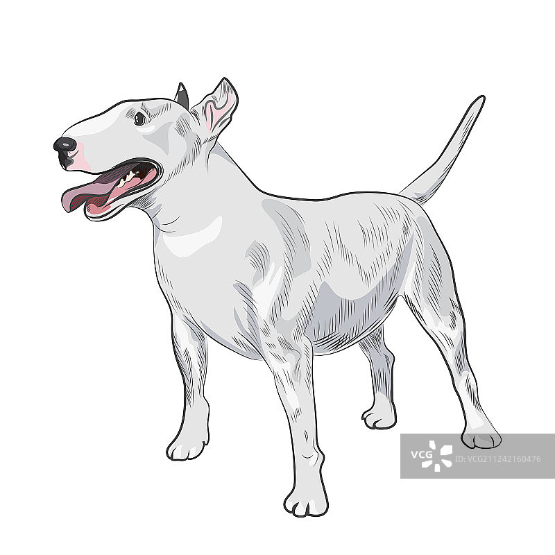 白色背景下的牛头梗犬图片素材