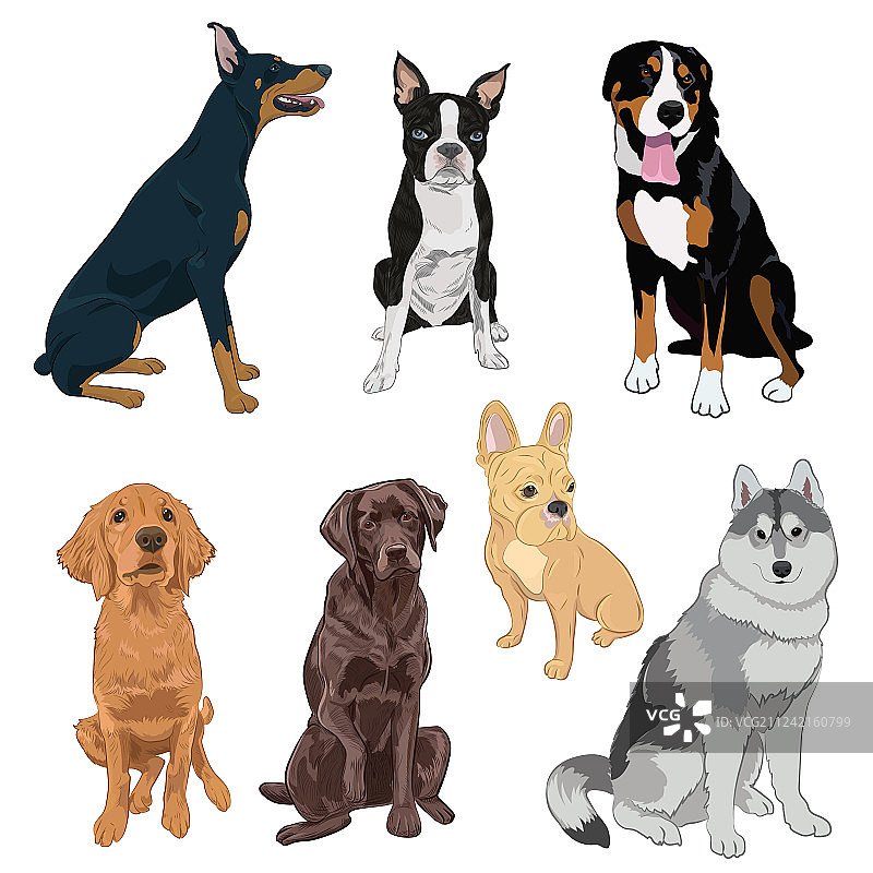 白色背景上的坐姿小狗合集图片素材