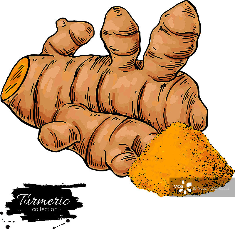 手绘姜黄根图片素材