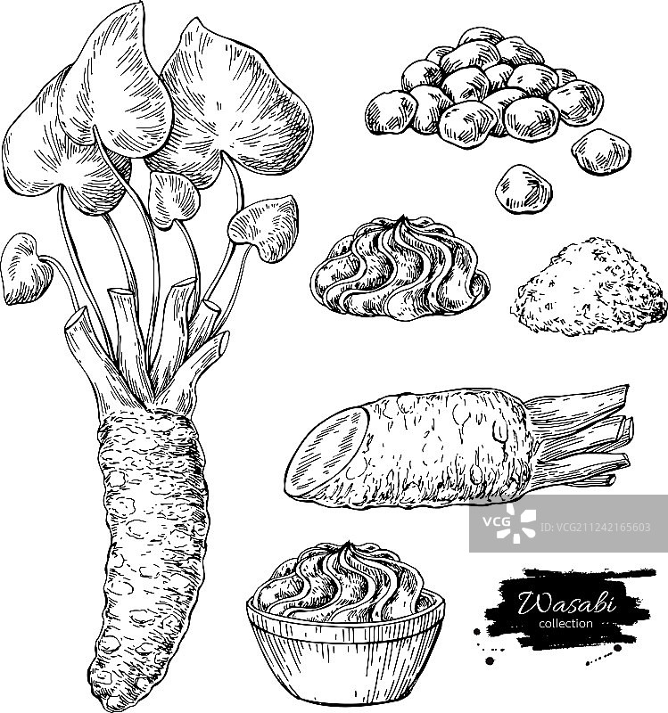 芥末根切片酱汁图片素材