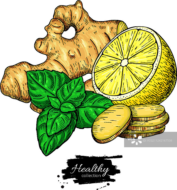 生姜柠檬薄荷草药绘画图片素材