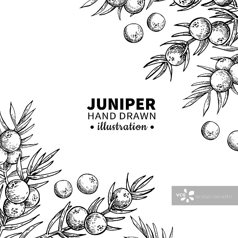 复古杜松手绘边框图片素材