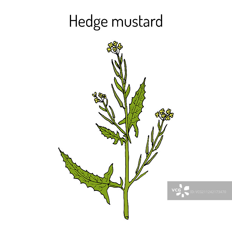 药用植物：荠菜图片素材