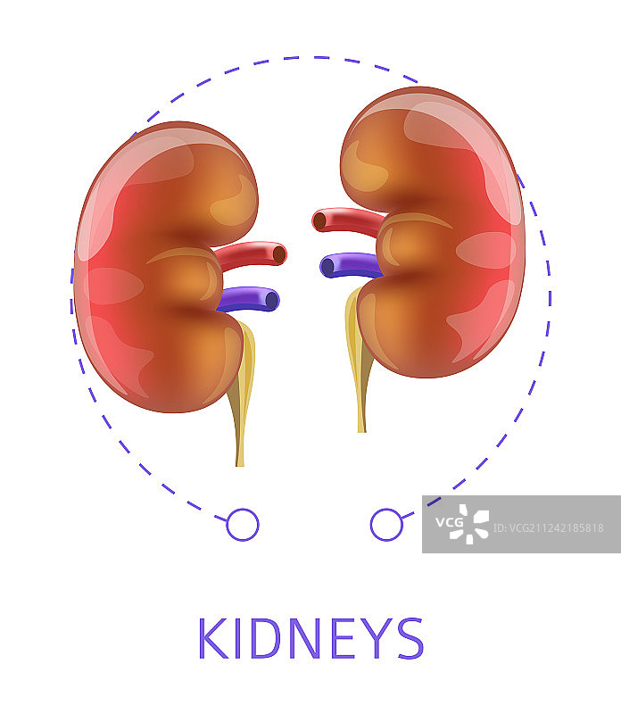 内脏器官：孤立的肾脏解剖图标图片素材