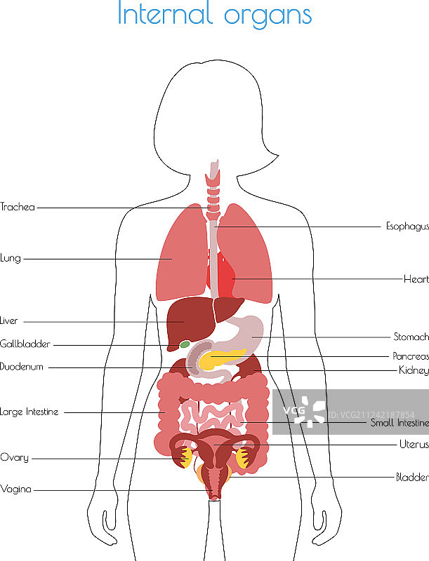 人体内部器官图片素材