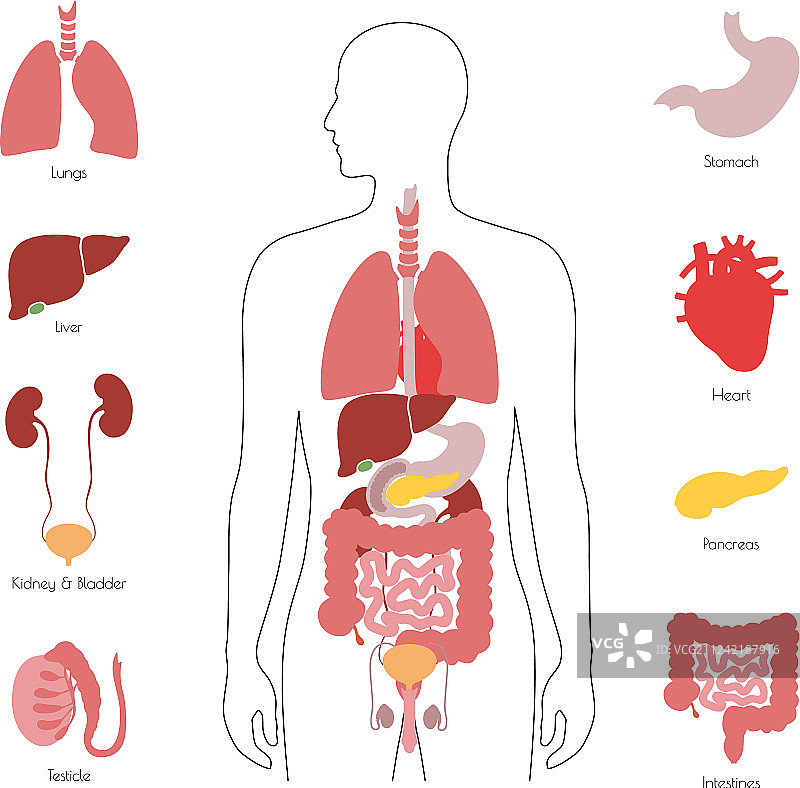 人体内部器官图片素材