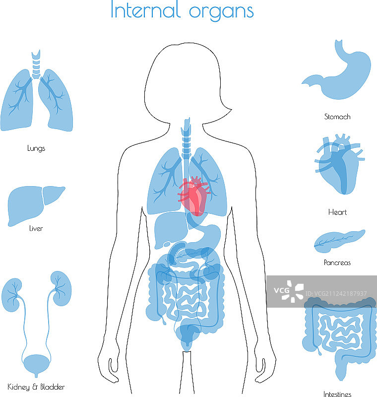 人体内部器官图片素材