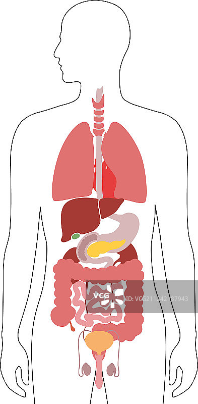 人体内部器官图片素材