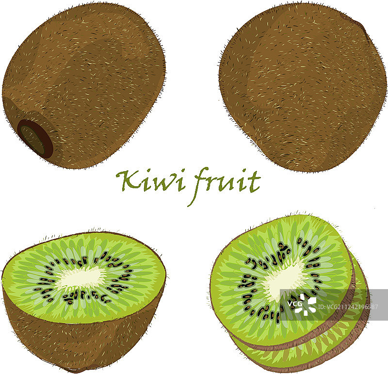 手绘奇异果切片素材图片素材