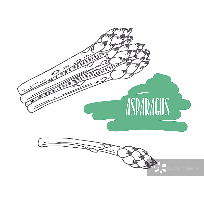 白色背景下手绘芦笋图片素材