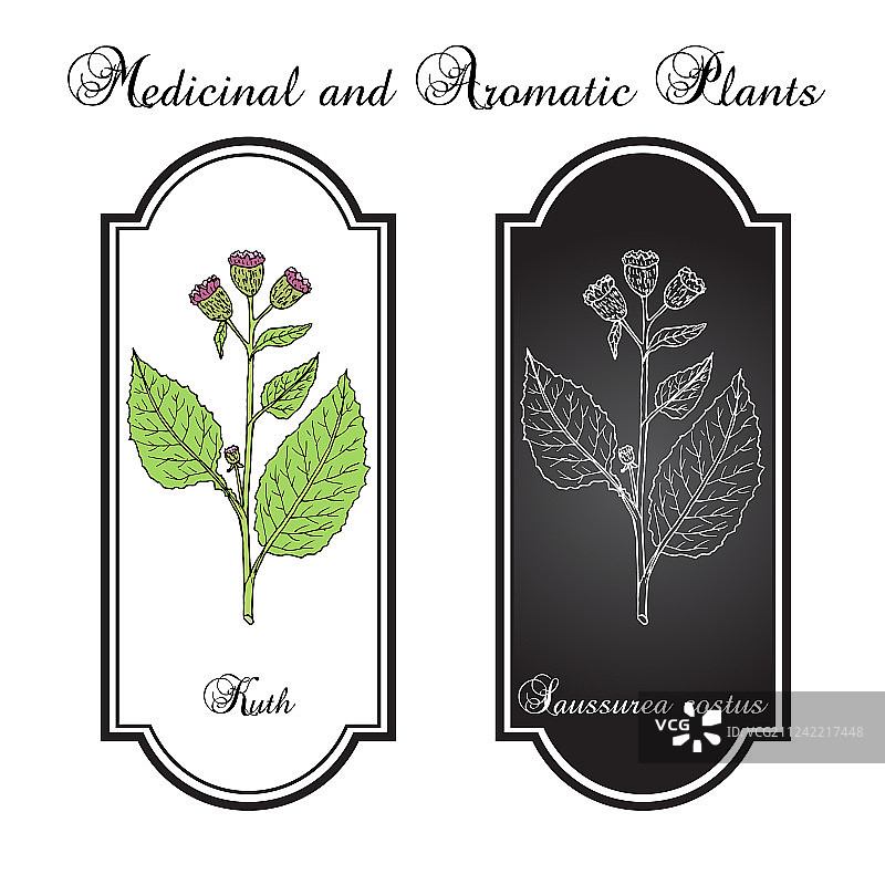 菊 costus 或 kuth 药用植物图片素材