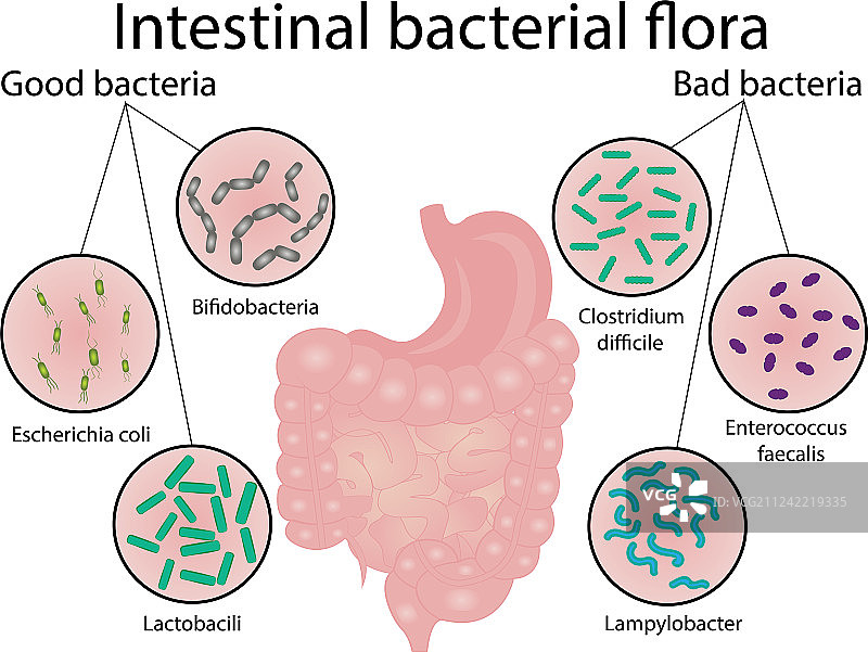 肠道菌群有益菌和有害菌图片素材