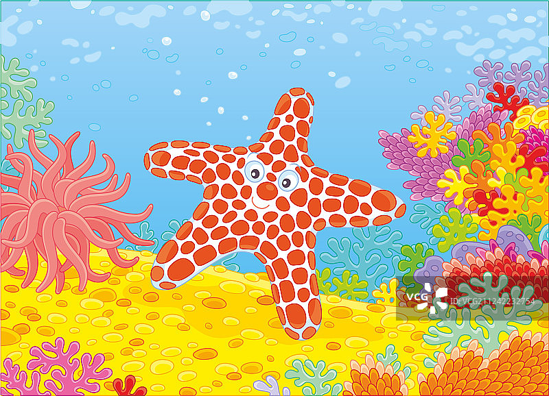 有趣的珊瑚礁海星图片素材
