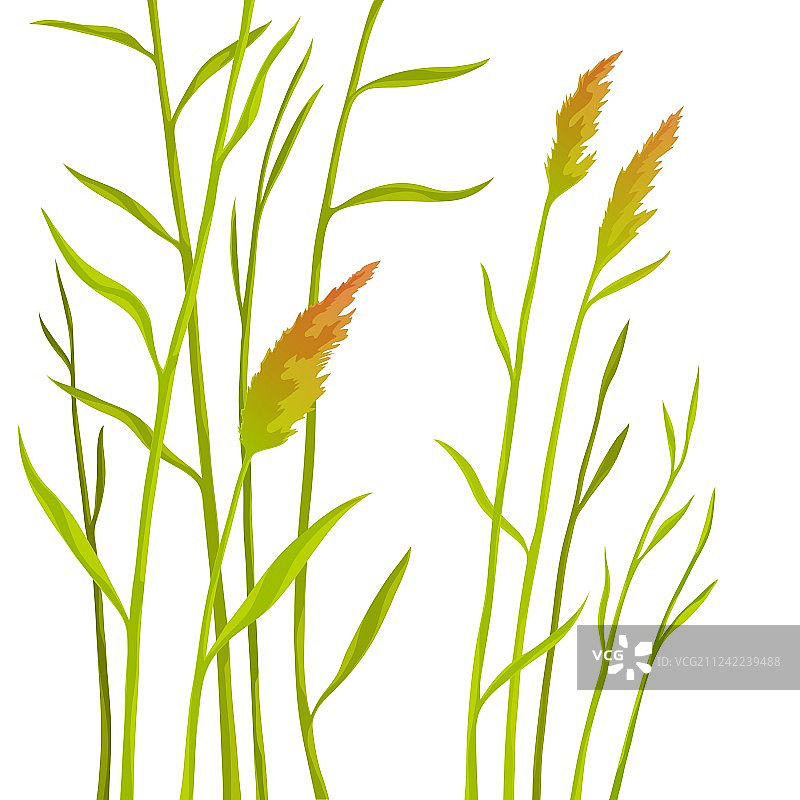 白色背景上的孤立芦苇图片素材