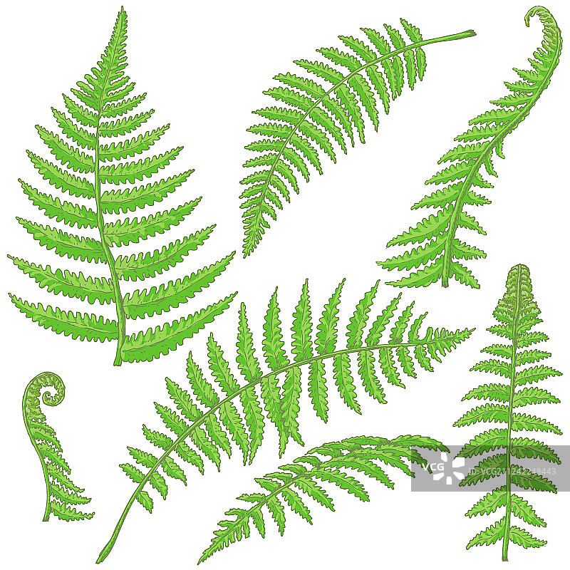 绿色蕨叶素描图片素材