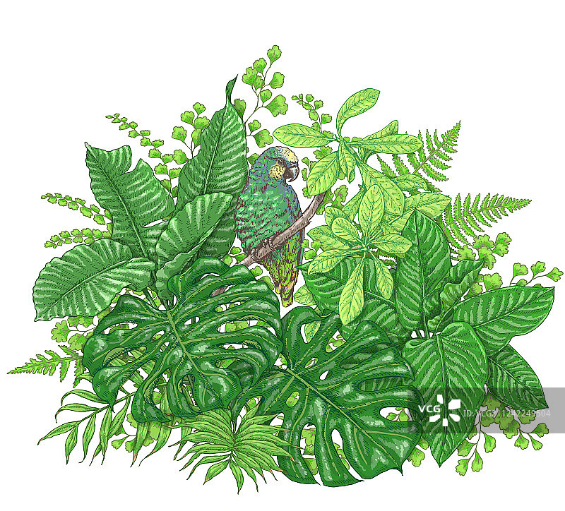 热带植物和鹦鹉图片素材