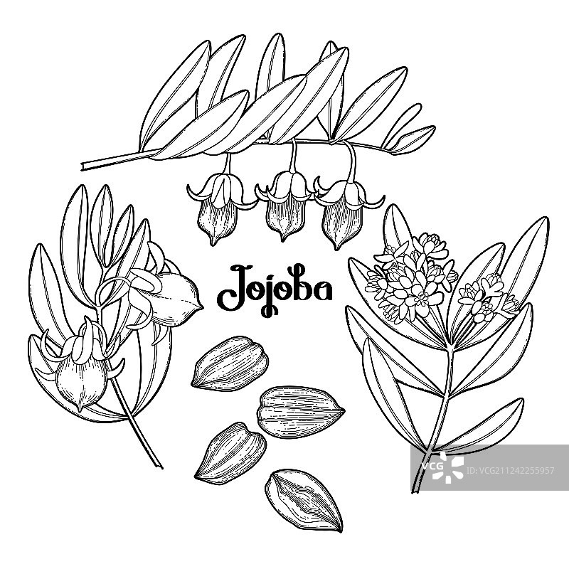 荷荷巴植物图图片素材